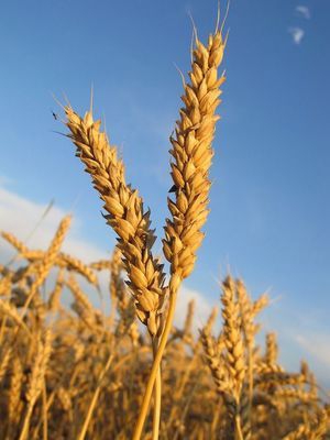 Не так тії вороги... - Тарас Шевченко - 1-ша Бібліотека Аудіокниг Українською Мовою Безкоштовно